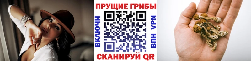Галлюциногенные грибы Cubensis Нижний Новгород